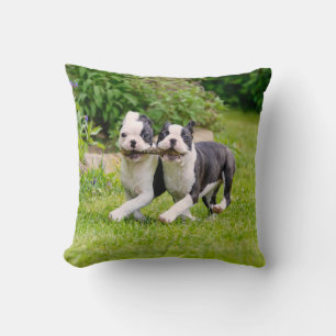 Cute Boston Terrier dogs puppies playing Throw Pillow