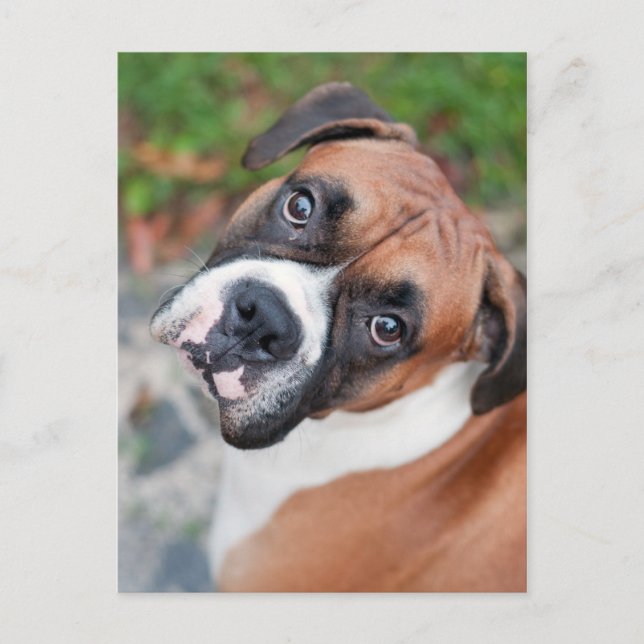 Cute boxer dog postcard (Front)