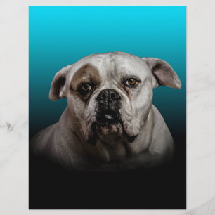 Cute Boxer Dog w Blue Black Gradient  background Letterhead