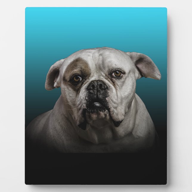 Cute Boxer Dog w Blue Black Gradient  background Plaque (Front)