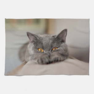 Cute British Shorthair cat Kitchen Towel
