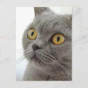Cute British Shorthair cat Postcard