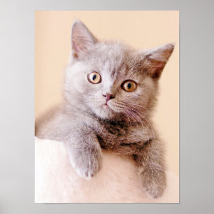 Cute British Shorthair Cat Poster