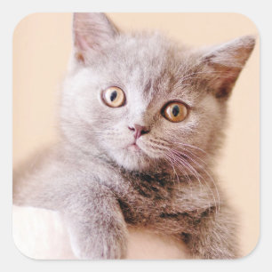Cute British Shorthair Cat Square Sticker