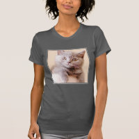 Cute British Shorthair Cat