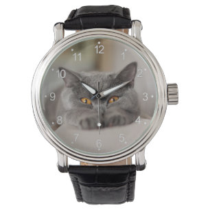 Cute British Shorthair cat Watch