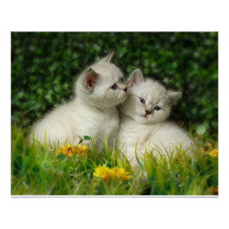 Cute British Shorthair Kittens in Garden Poster