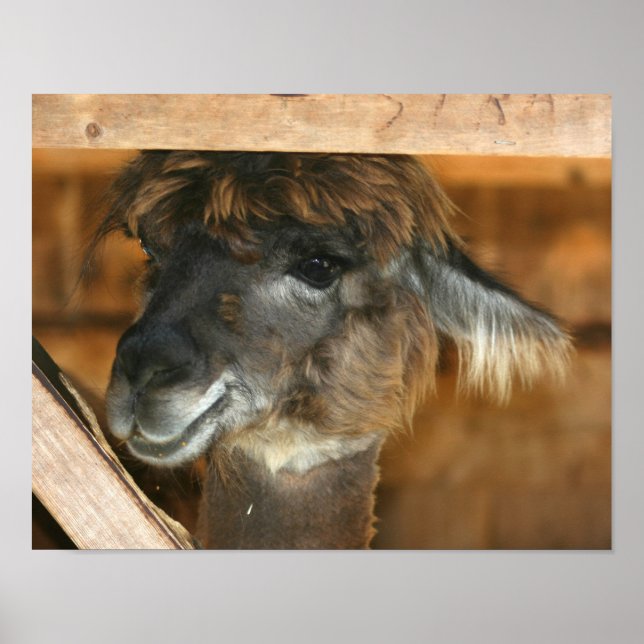 Cute Brown Alpaca Llama Farm Animal Poster (Front)