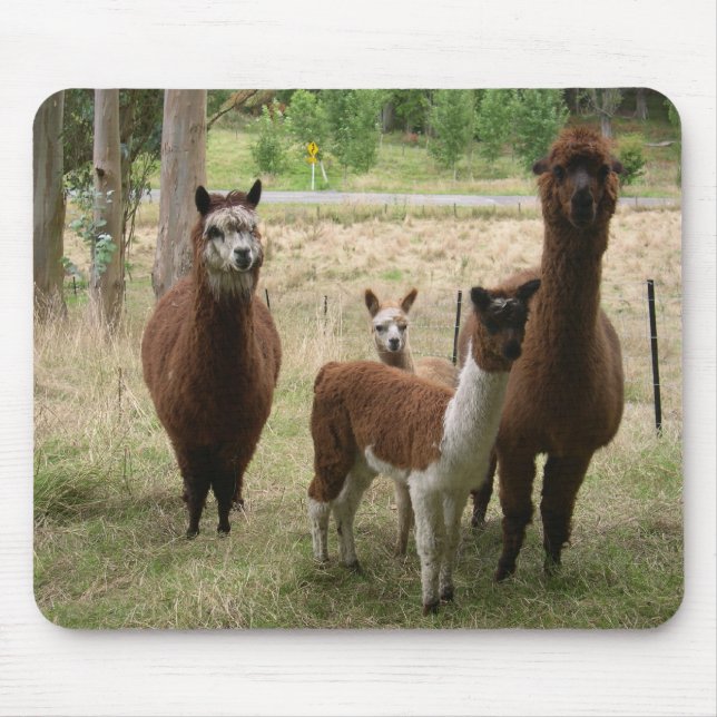 Cute Brown Alpacas In The Zoo Mouse Pad (Front)