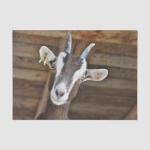 Cute Brown and White Goat Photo Tissue Paper