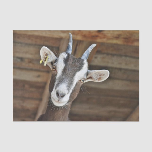 Cute Brown and White Goat Photo Tissue Paper (Front)