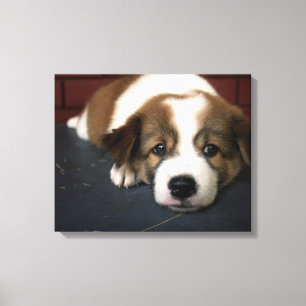Cute Brown And White Puppy Canvas Print