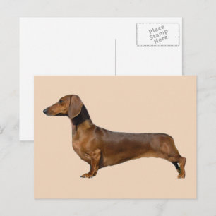 Cute Brown Dachshund Dog Postcard