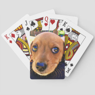 Cute Brown Dachshund Puppy Dog Playing Cards