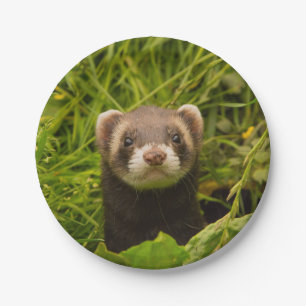 Cute Brown Ferret in the Grass Paper Plate
