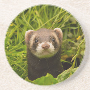 Cute Brown Ferret in the Grass Photo Coaster