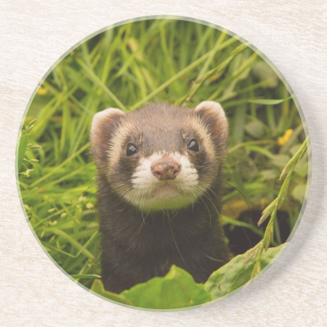 Cute Brown Ferret in the Grass Photo Coaster (Front)