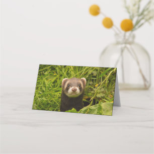 Cute Brown Ferret in the Grass Photo Place Card