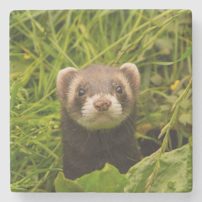 Cute Brown Ferret in the Grass Photo Stone Coaster (Front)