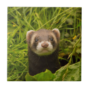 Cute Brown Ferret in the Grass Photo Tile