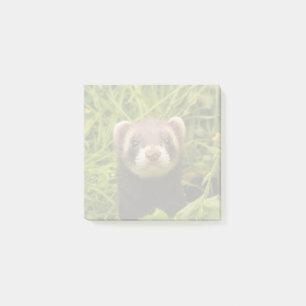 Cute Brown Ferret in the Grass Post-it Notes