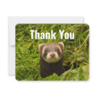 Cute Brown Ferret in the Grass