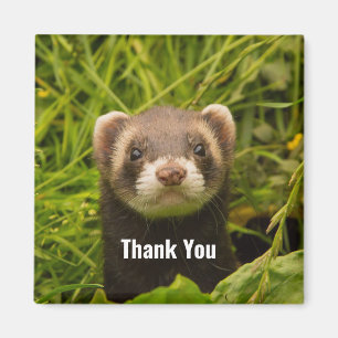 Cute Brown Ferret in the Grass Thank You Magnet