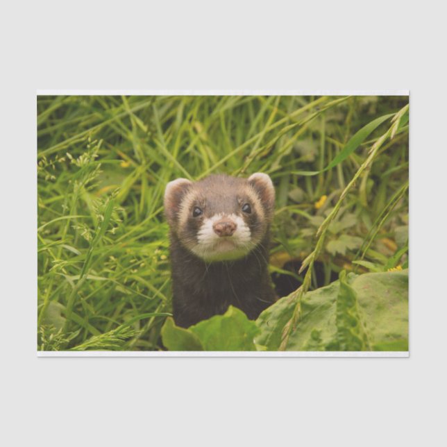 Cute Brown Ferret in the Grass Tissue Paper (Front)