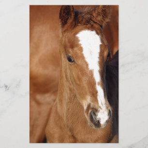 Cute brown foal