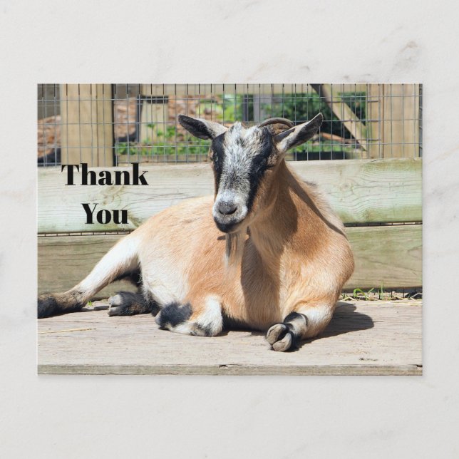 Cute Brown Goat Sleeping Photo Thank You Postcard (Front)
