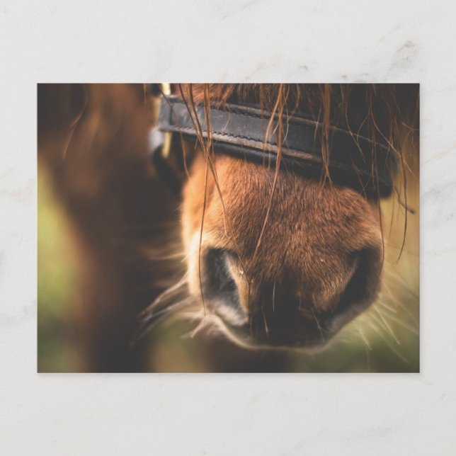 Cute Brown Horse Nose Postcard (Front)