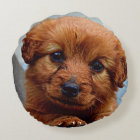 Cute brown puppy portrait