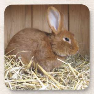Cute Brown Rabbit in Fresh Hay Coaster
