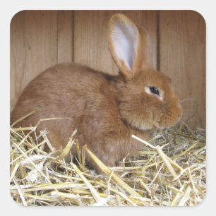 Cute Brown Rabbit in Fresh Hay Square Sticker