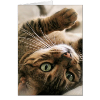 Cute Brown Spotted Bengal Cat Kitten Lying in Bed
