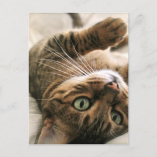Cute Brown Spotted Bengal Cat Kitten Lying in Bed Postcard
