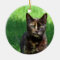 Cute Brown Tortoiseshell Cat Photo