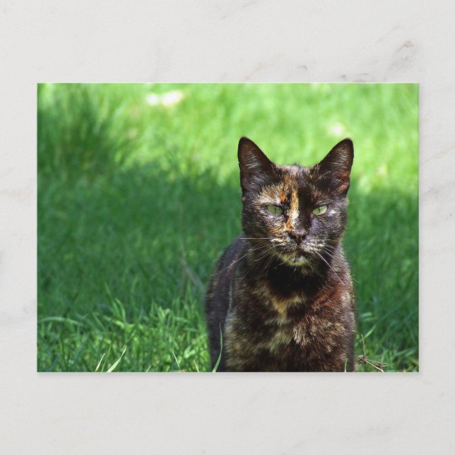 Cute Brown Tortoiseshell Cat Photo Postcard (Front)