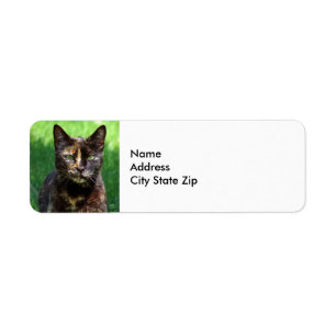 Cute Brown Tortoiseshell Photo Chat