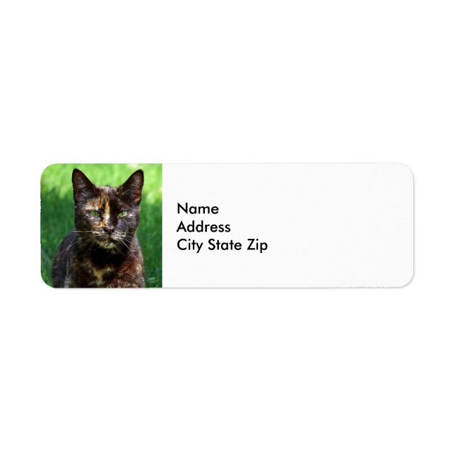 Cute Brown Tortoiseshell Photo Chat (Devant)