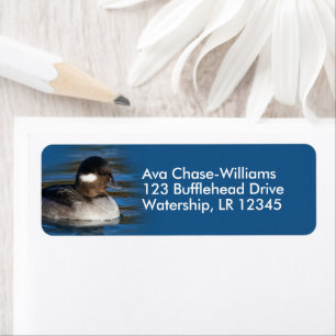 Cute Bufflehead Duck à l'étang