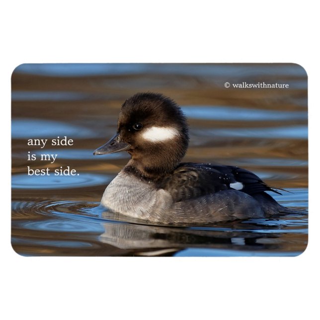 Cute Bufflehead Duck on Sunlit Waters Magnet (Horizontal)
