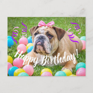Cute Bulldog Happy Birthday Postcard