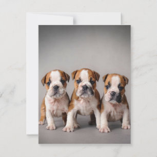 Cute Bulldog Puppies Dog Lovers Gift Invitation
