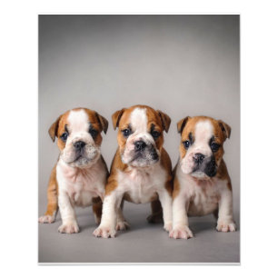 Cute Bulldog Puppies   Dog Lovers Gift Photo Print