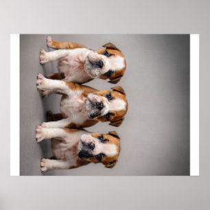 Cute Bulldog Puppies Dog Lovers Gift Poster