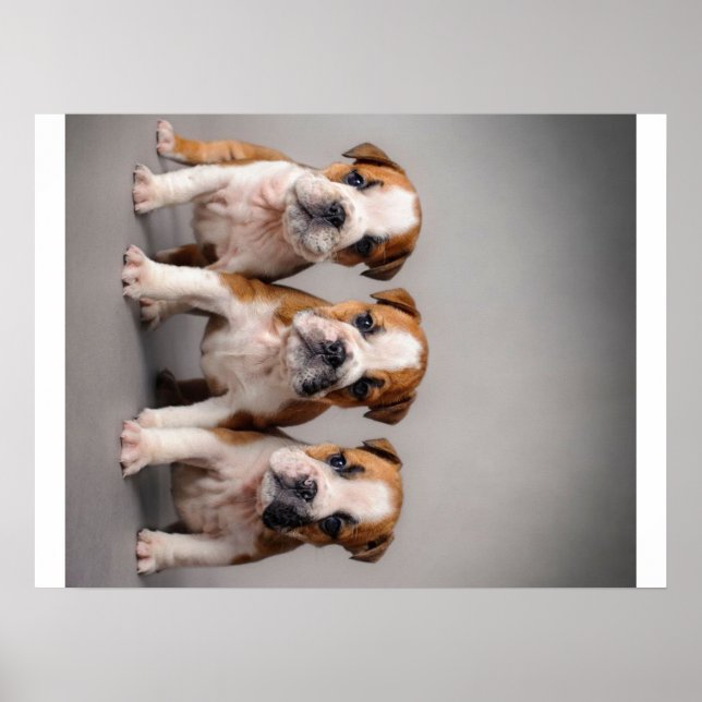 Cute Bulldog Puppies | Dog Lovers Gift Poster (Front)