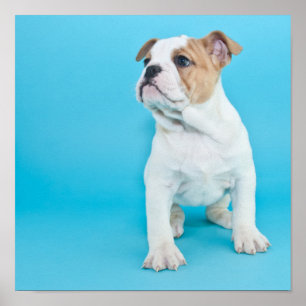 Cute Bulldog Puppy Poster
