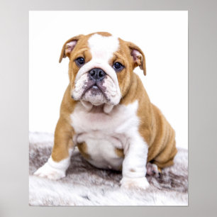Cute Bulldog Puppy Sitting Down Poster