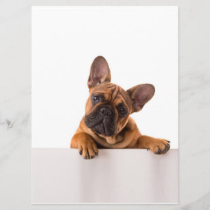 Cute Bulldog   Really Cute, English Bulldog Menu